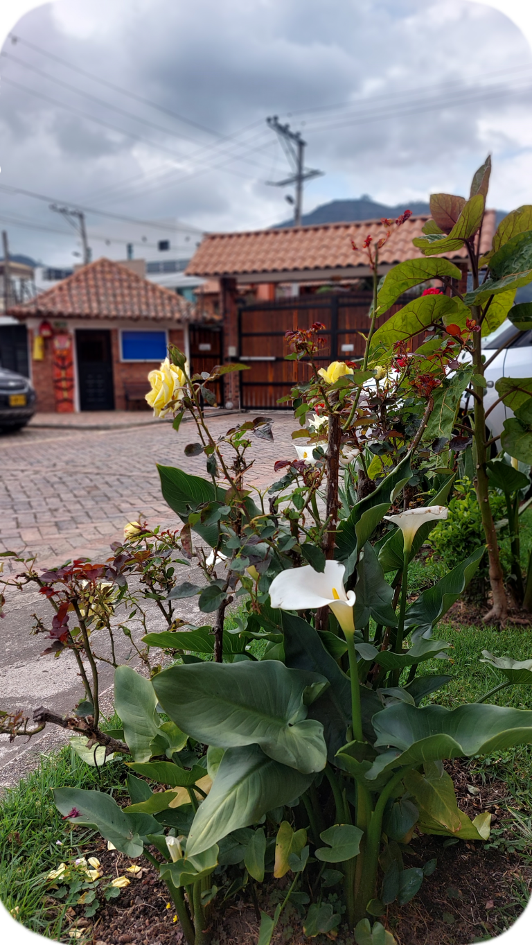 Flores-en-Caserio